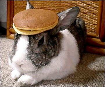 pancake-bunny.gif