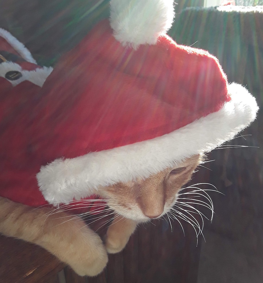 2018-12-04_11-02-36.jpeg